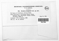 Ramularia delphiniicola image